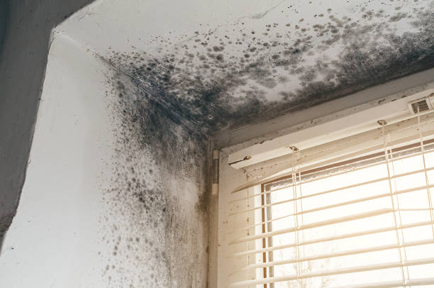 Affordable Basement Mold Removal solutions in Franklin Lakes, NJ